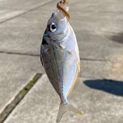 熊本釣りブログ